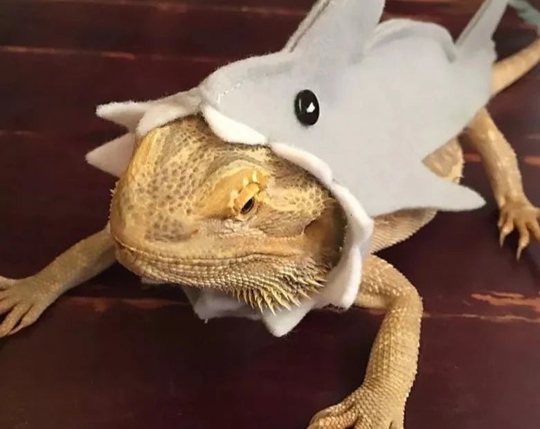 Cute Shark Shape Lizard Chameleon Shark Clothes Small Pet Clothes Gecko Costume for Bearded Dragon Reptiles Clothes Accessories - Ammpoure Wellbeing